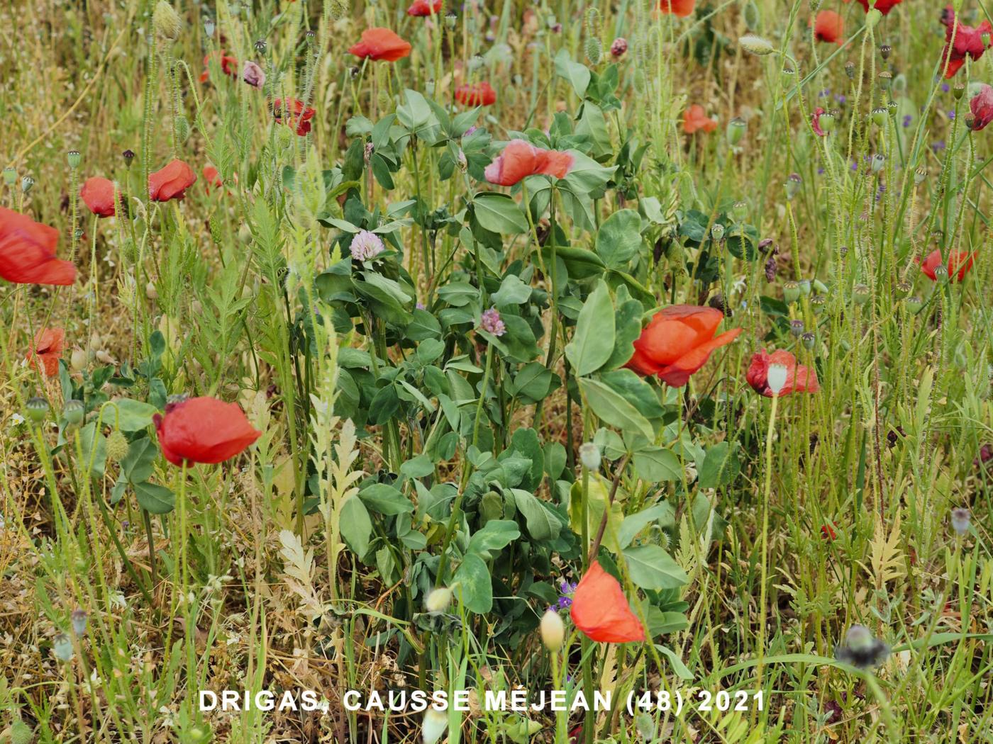 Clover, Cultivated Red plant